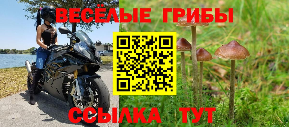 Псилоцибиновые грибы Psilocybine cubensis Аргун